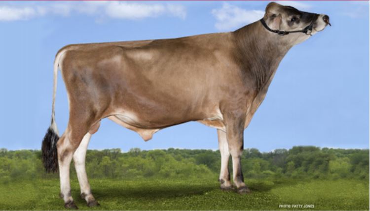 JX River Valley Chief {6}